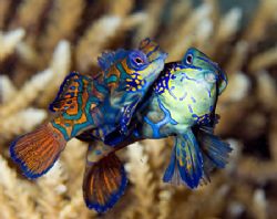 Mandarin fish @ puerto galera feb. 2007 Nikon D70, sea&se... by Jun Yu 